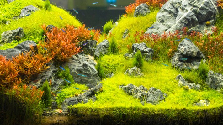 Teil 2: Süßwassertiere - Lebendige Vielfalt für Ihr Aquarium - Süßwassertiere - Lebendige Vielfalt für Ihr Aquarium