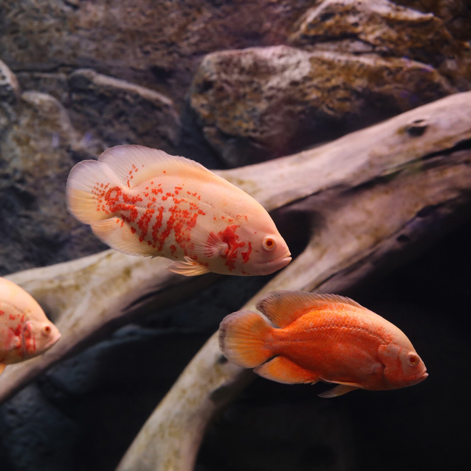 Mehrere Albino Oscar (Pfauenaugenbuntbarsche) im Aquarium