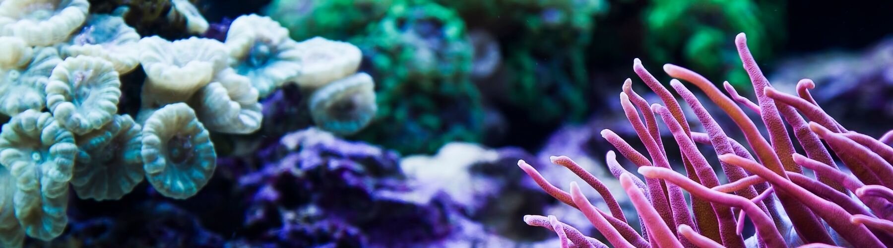Anemonen und Korallen im Meerwasseraquarium