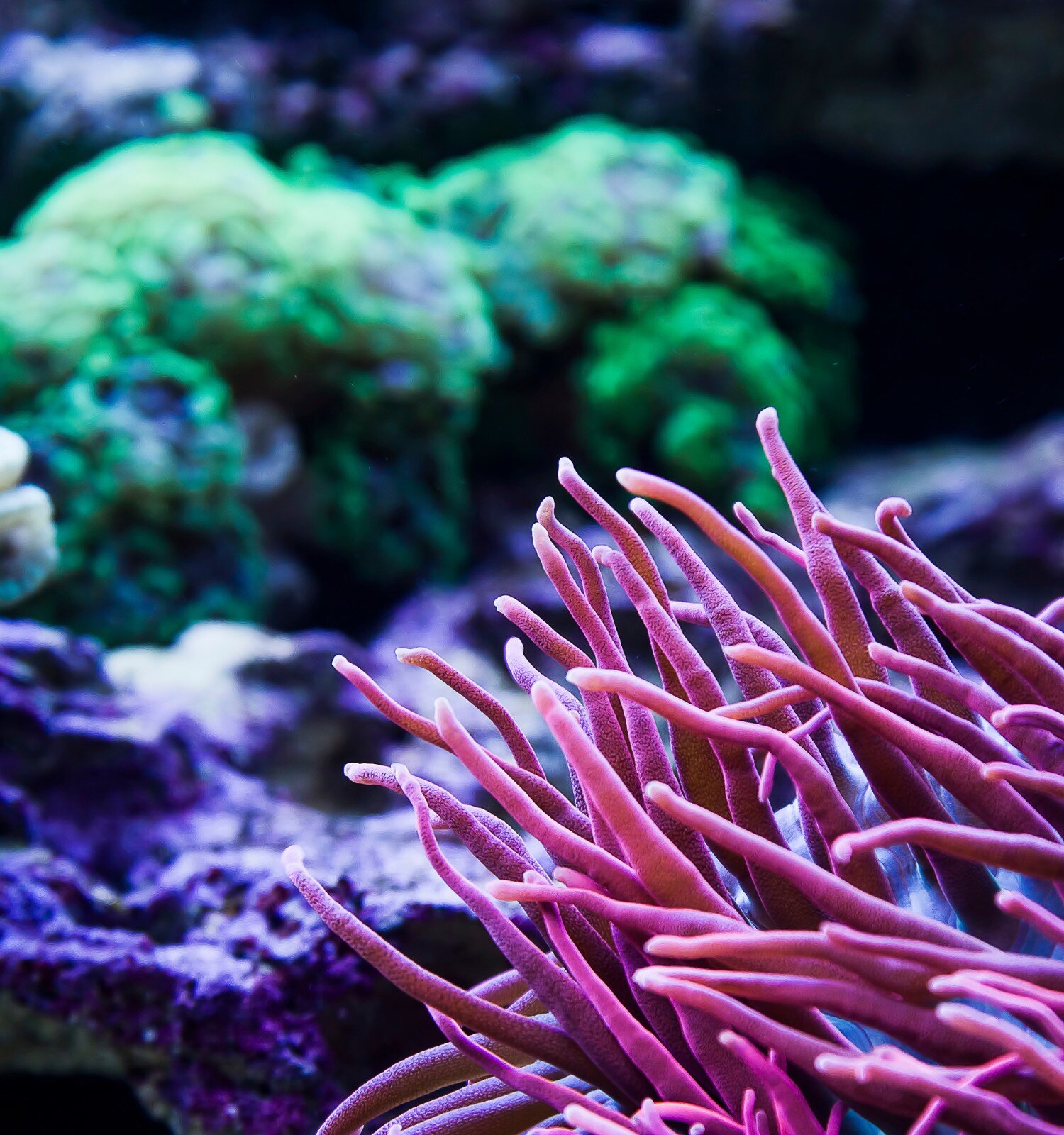 Anemonen und Korallen im Meerwasseraquarium