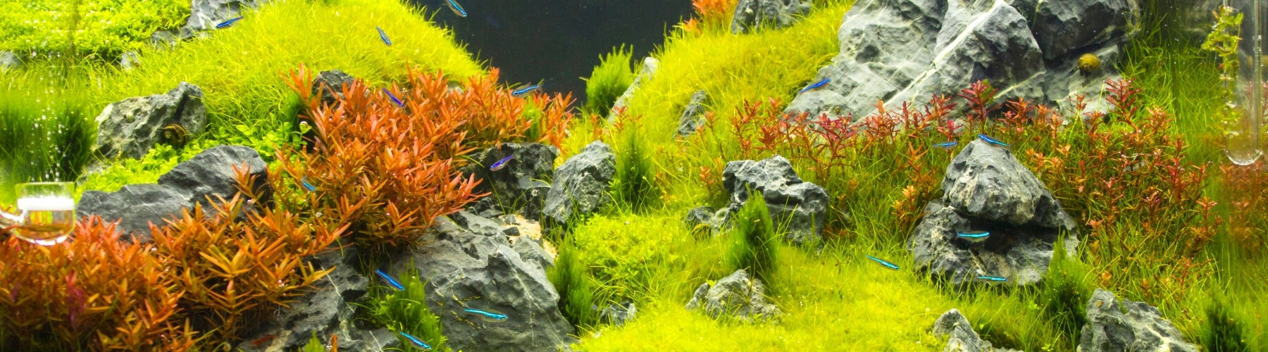 Süßwasseraquarium mit kleinen Fischen und Bepflanzung