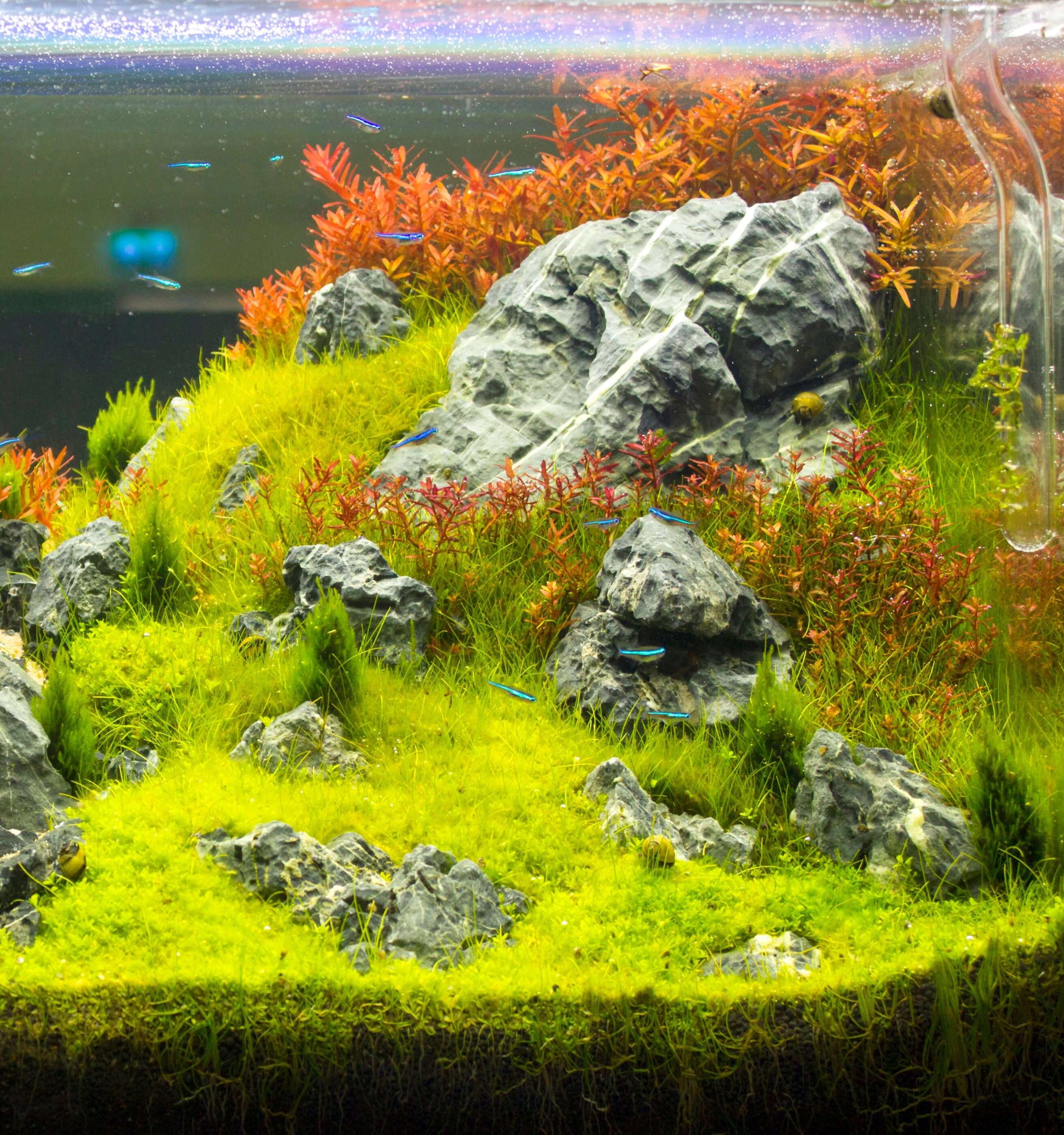 Süßwasseraquarium mit kleinen Fischen und Bepflanzung
