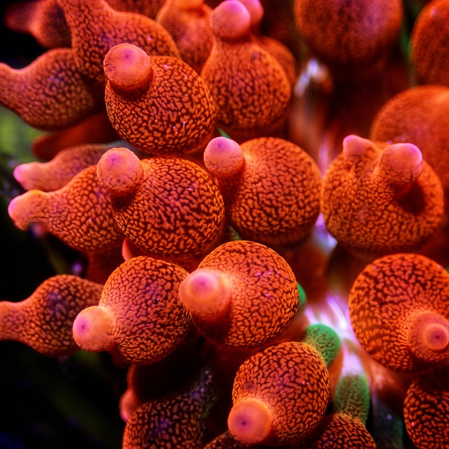 Nahaufnahme einer roten Blasenanemone