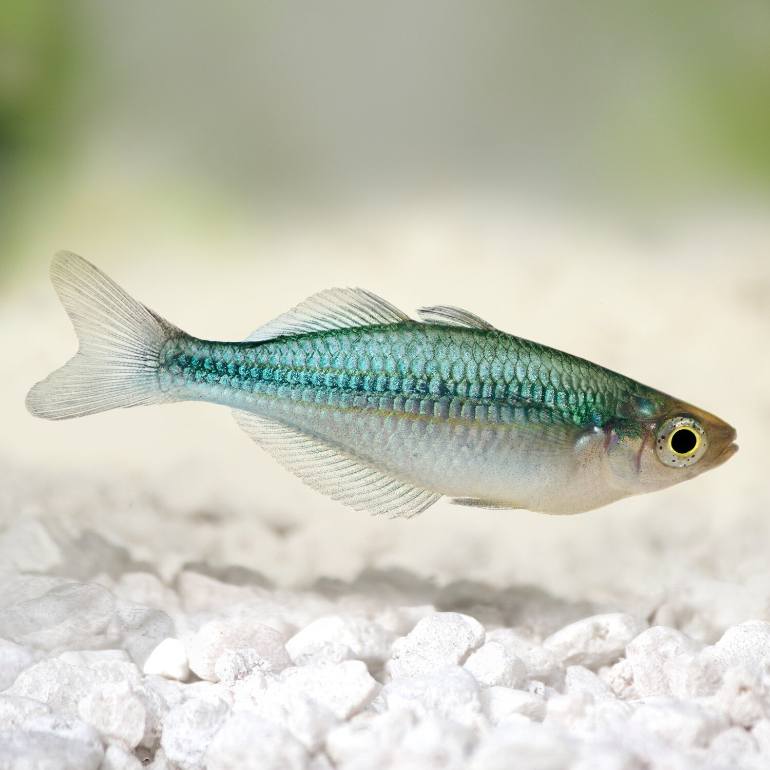 Nahaufnahme Aquamarin-Regenbogenfisch