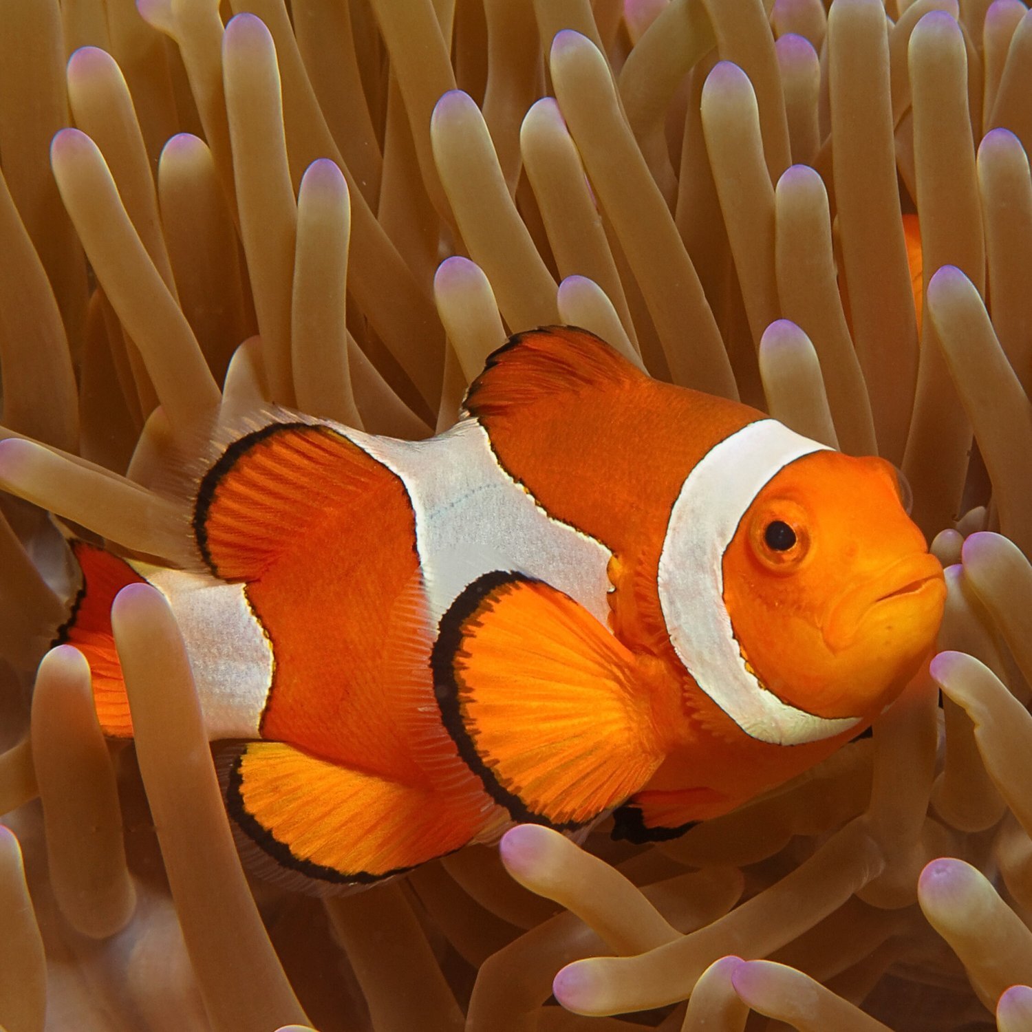 Ein Clownfish in einer Anemone