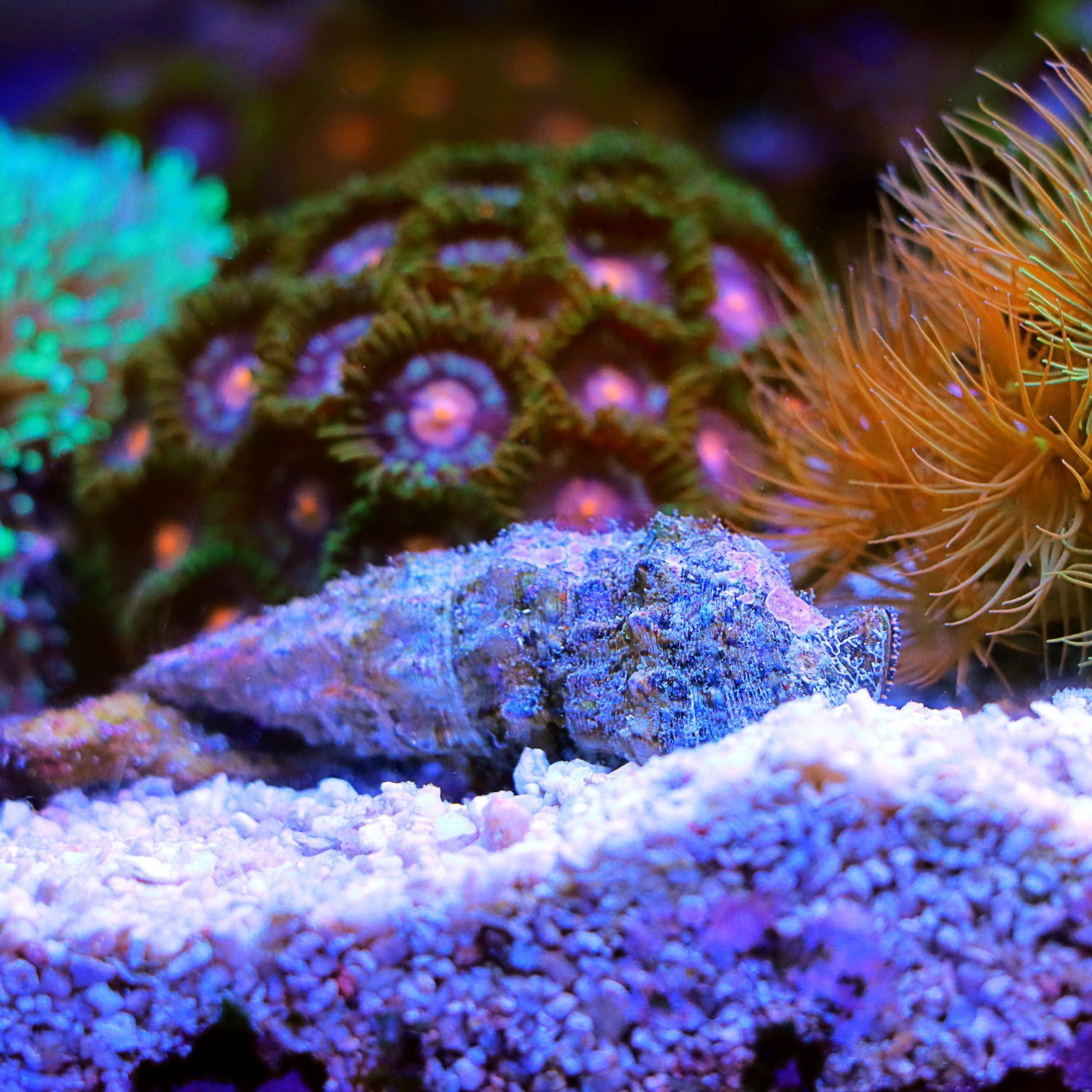 Eine Nadelschnecke im Kies, Anemonen im Hintergrund