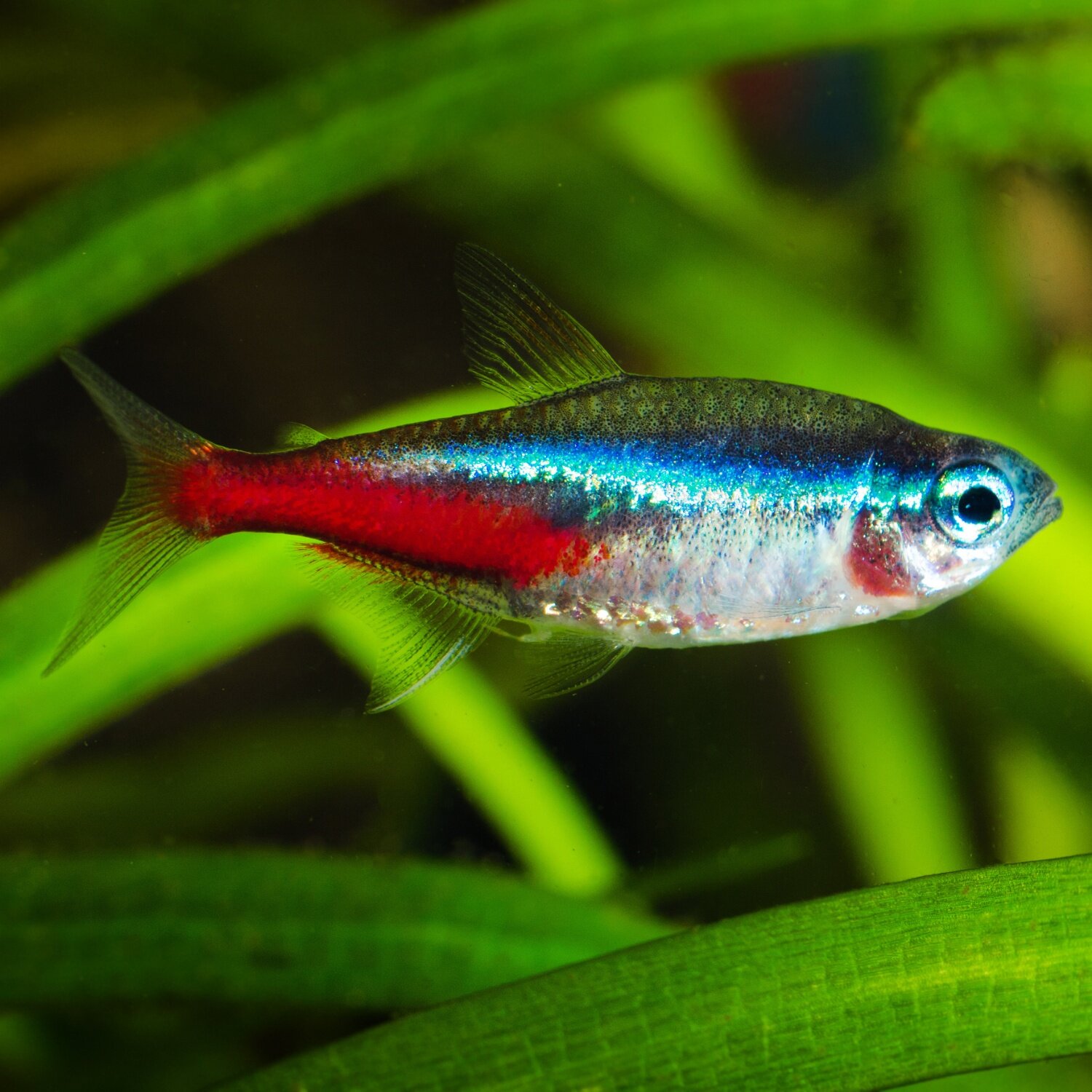 Neon Salmler (Paracheirodon innesi) im Aquarium