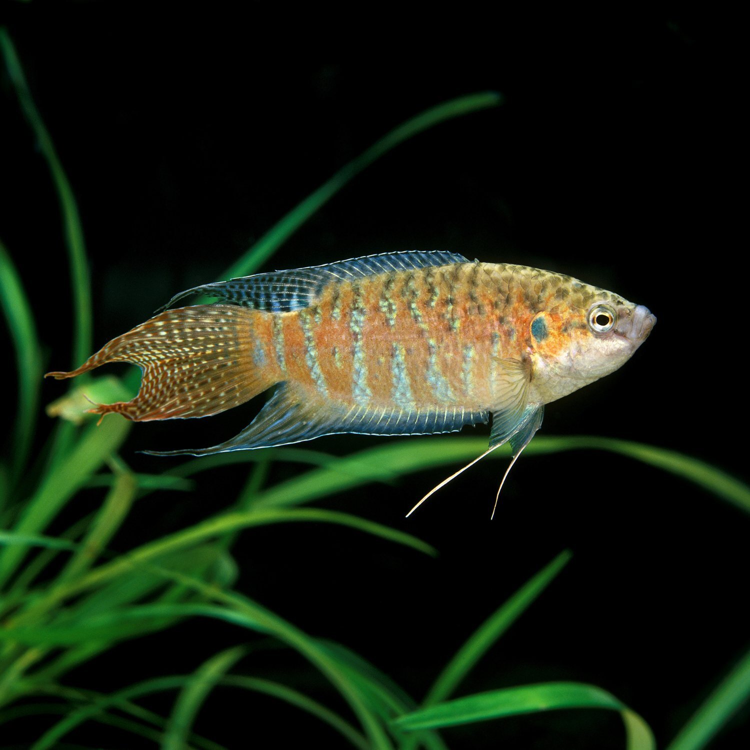 Paradiesfisch mit schwarzem Hintergrund