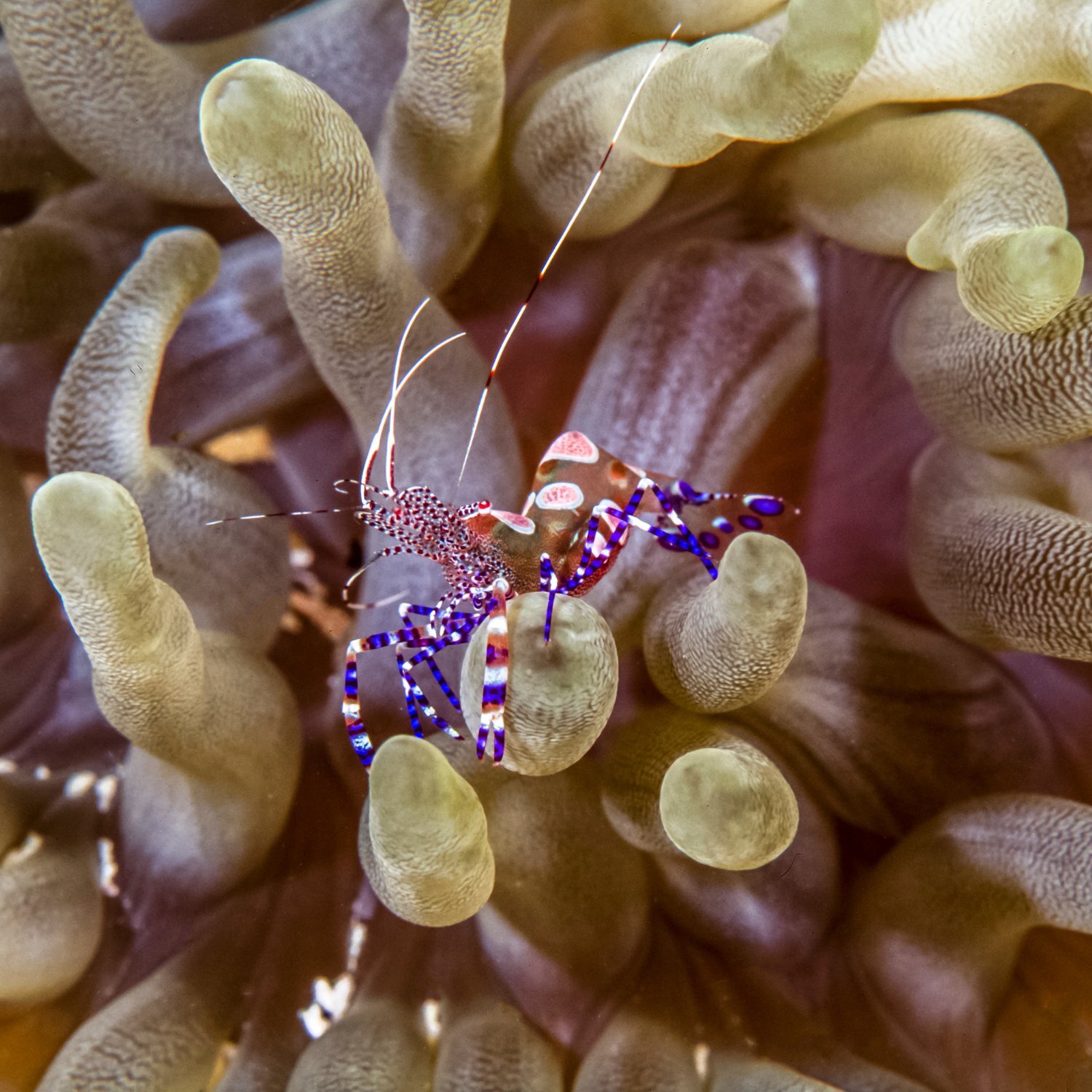 Eine Yucatan Panthergarnele in einer Anemone