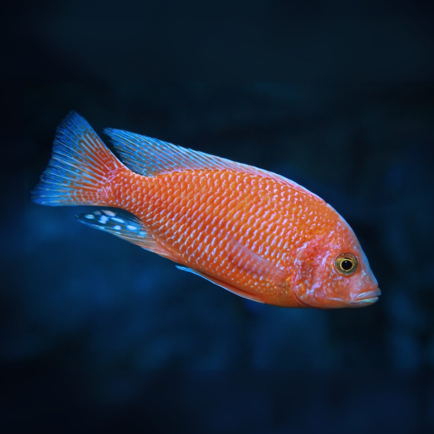 Nahaufnahme eines Pseudotropheus red (roter Fisch mit schimmernden Schuppen)