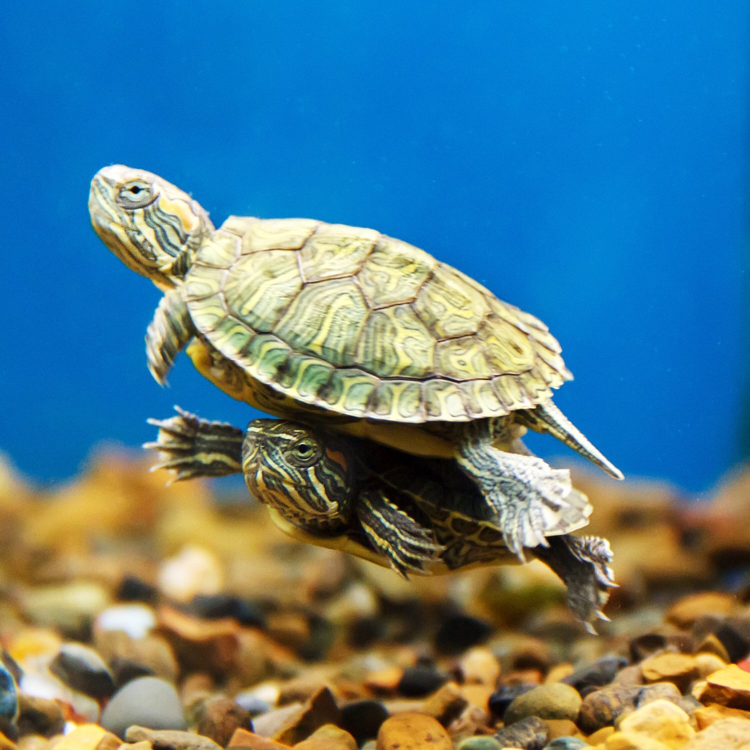 Zwei kleine Wasserschildkröte schwimmen in einem Aquarium.