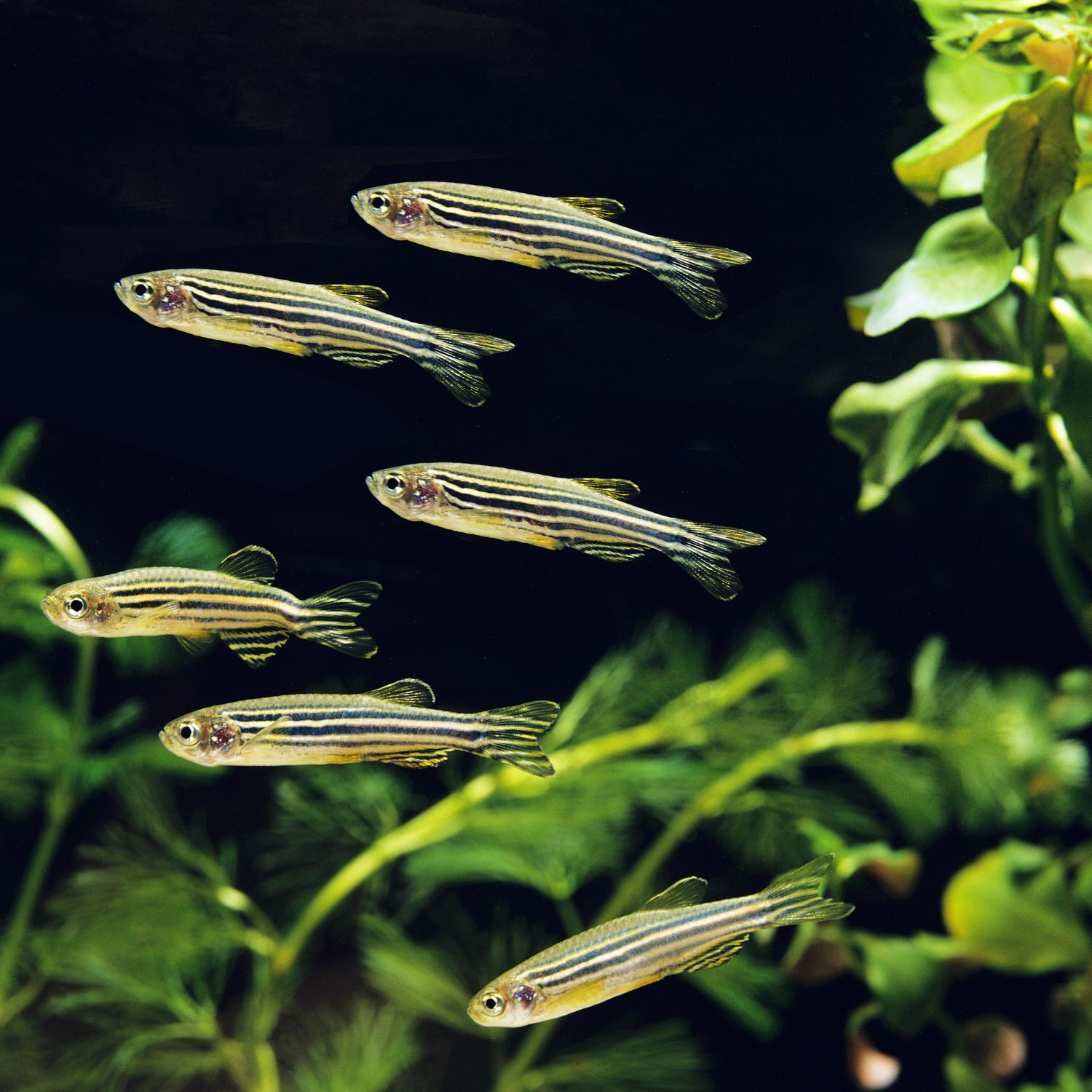 Nahaufnahme Zebrabärblinge