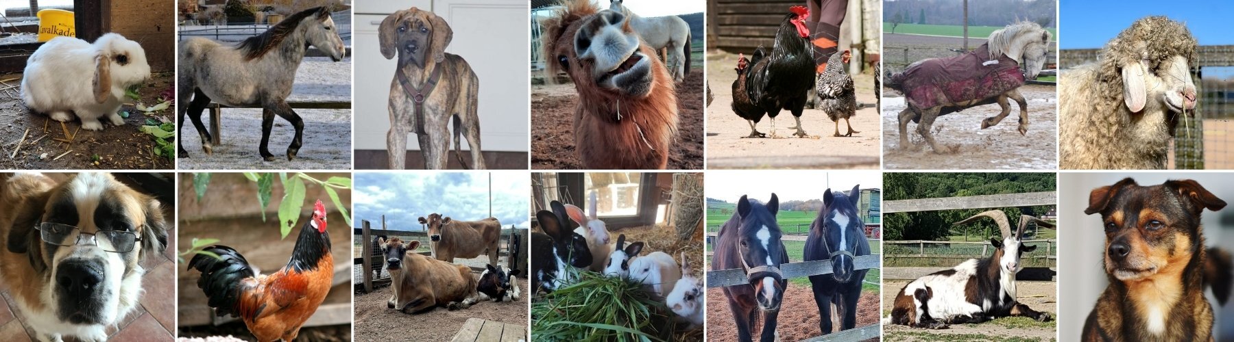 Collage der verschiedenen Tiere, die auf dem Lebenshof...