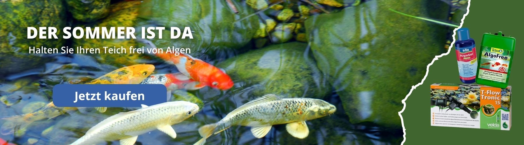 Mehrere Koi-Karpfen im Teich
