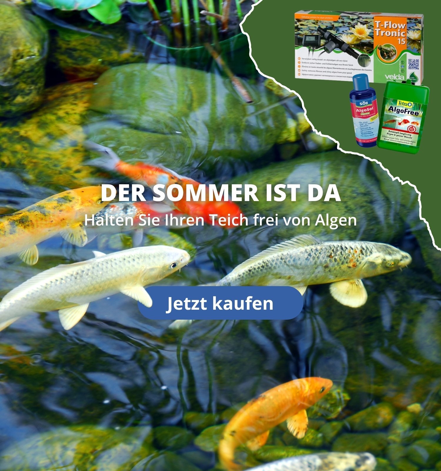 Mehrere Koi-Karpfen im Teich