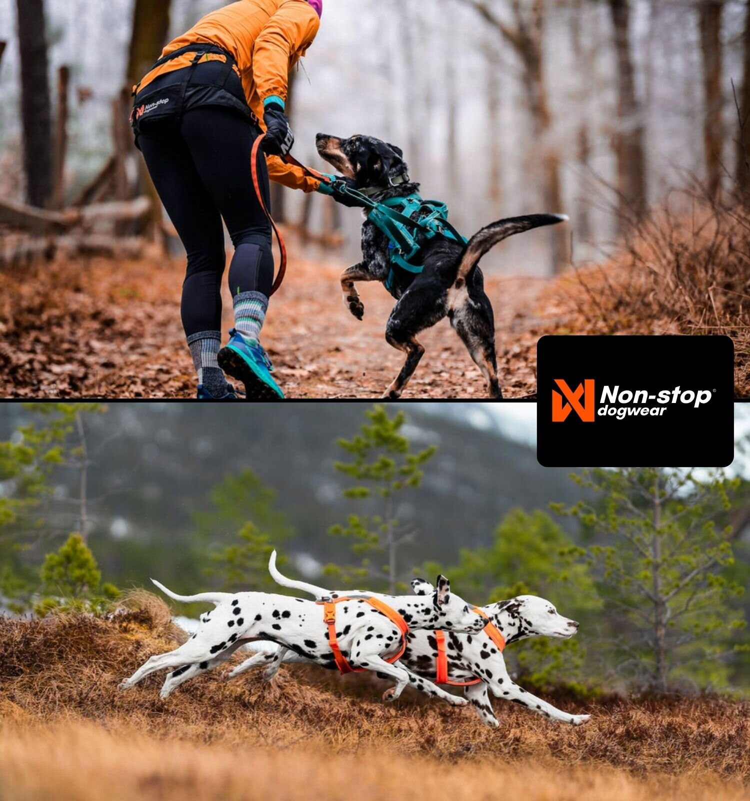 Zwei Bilder, rechts eine Frau, die in einem Wald mit ihrem schwarz-braunen Hund joggt, links sind zwei Dalmatiner zu sehen.