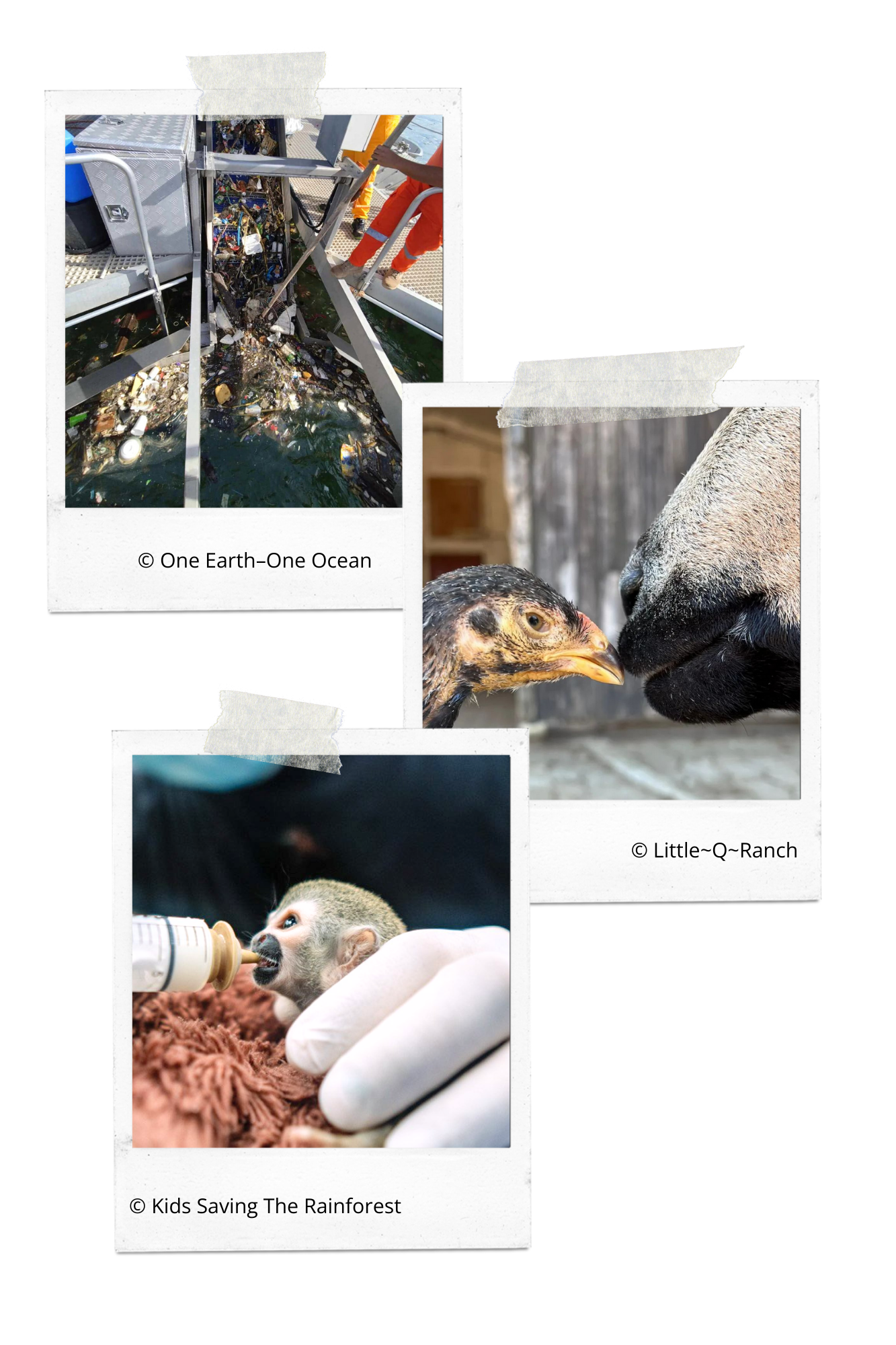 Collage mit Fotos: Meeresreinigung, Huhn und Schaf, Affenjunges mit Trinkflasche