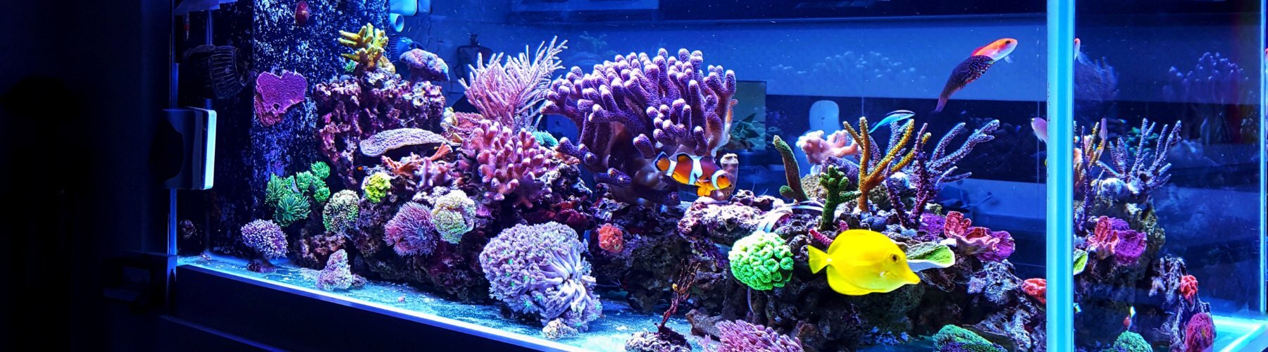 Meerwasseraquarium als Nahaufahme
