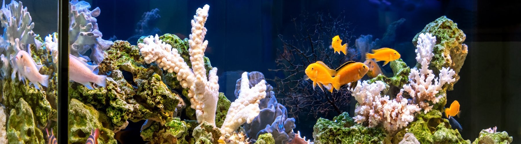 Fische in einem Aquarium mit klarem Wasser und...