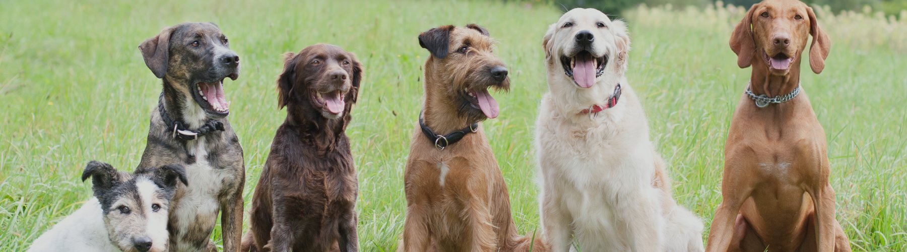 Fünf Hunde sitzen auf einer Wiese