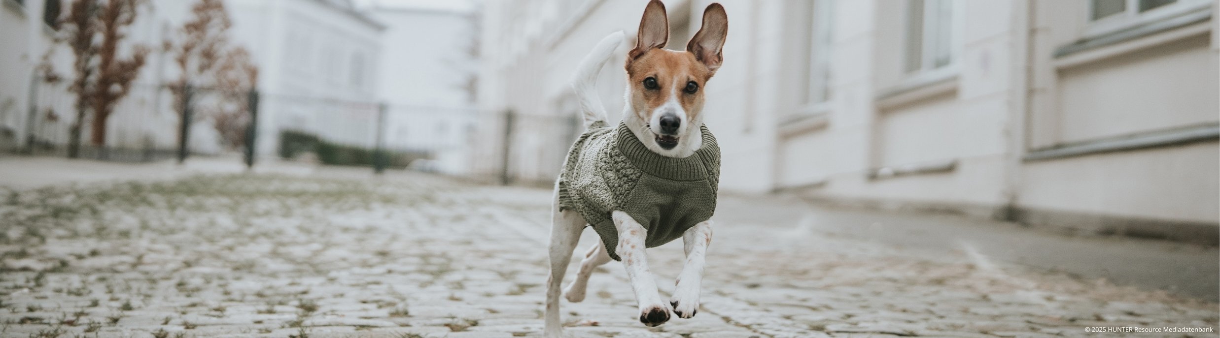 Weiß-brauner kleiner Hund rennt eine Straße hinunter und...