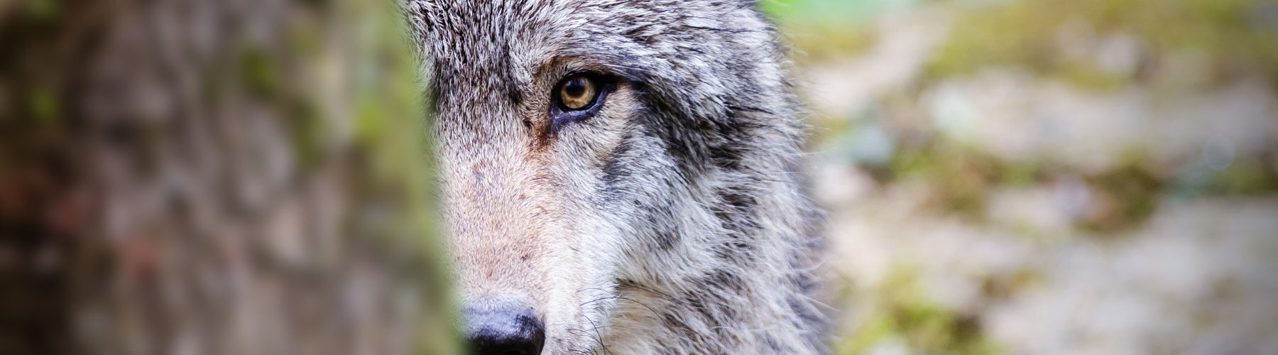 Wolf versteckt sich hinter einem Baumstamm im Wald.