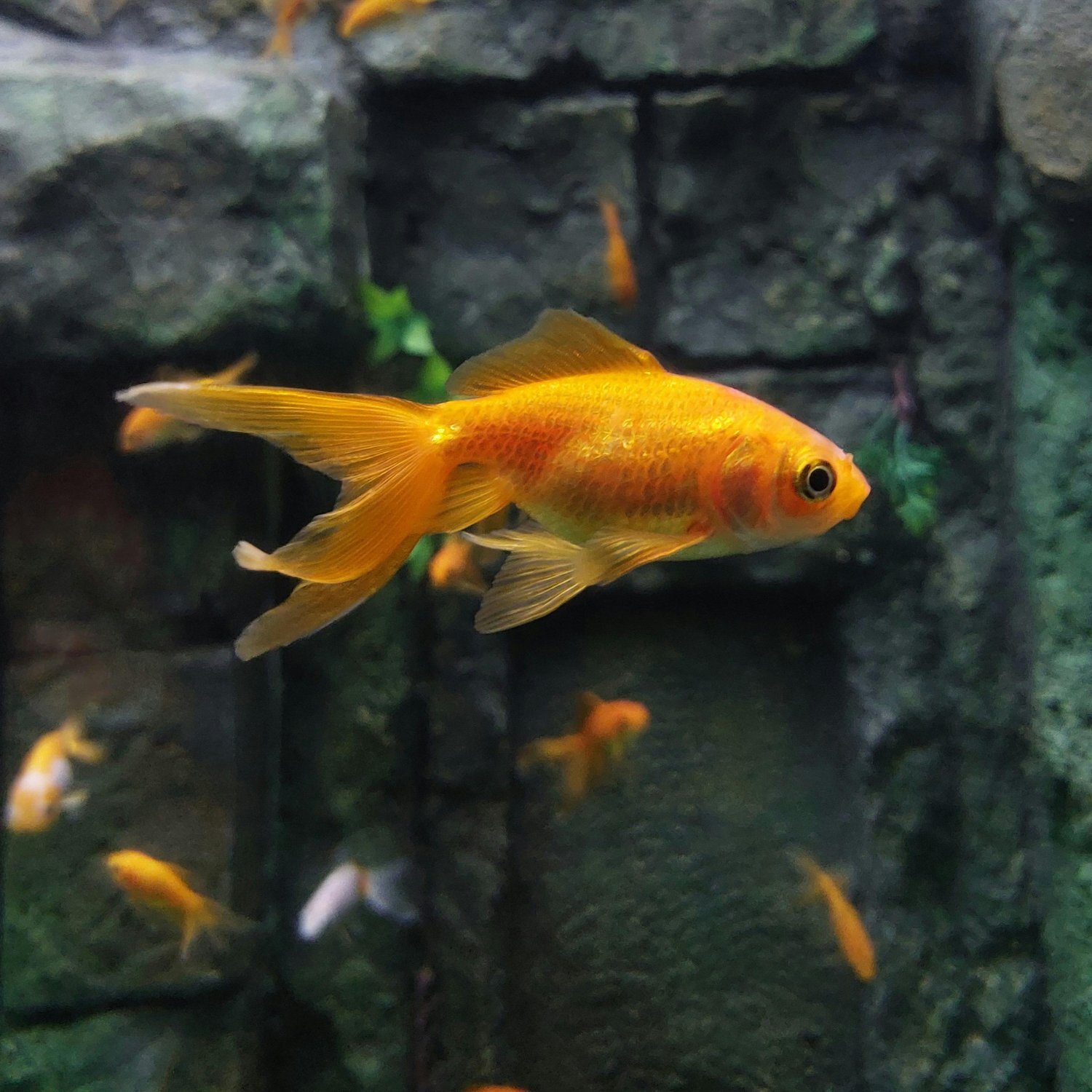 Goldfisch Nahaufnahme