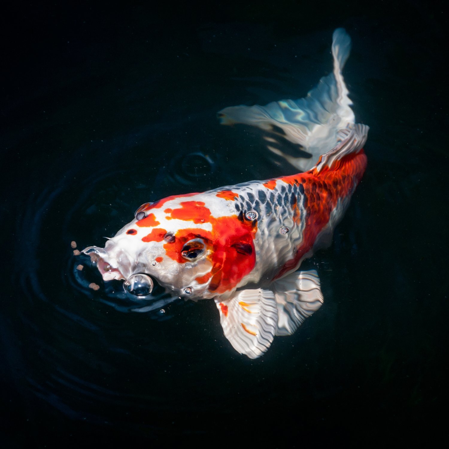 Weiß-roter Koi im Teich Nahaufnahme