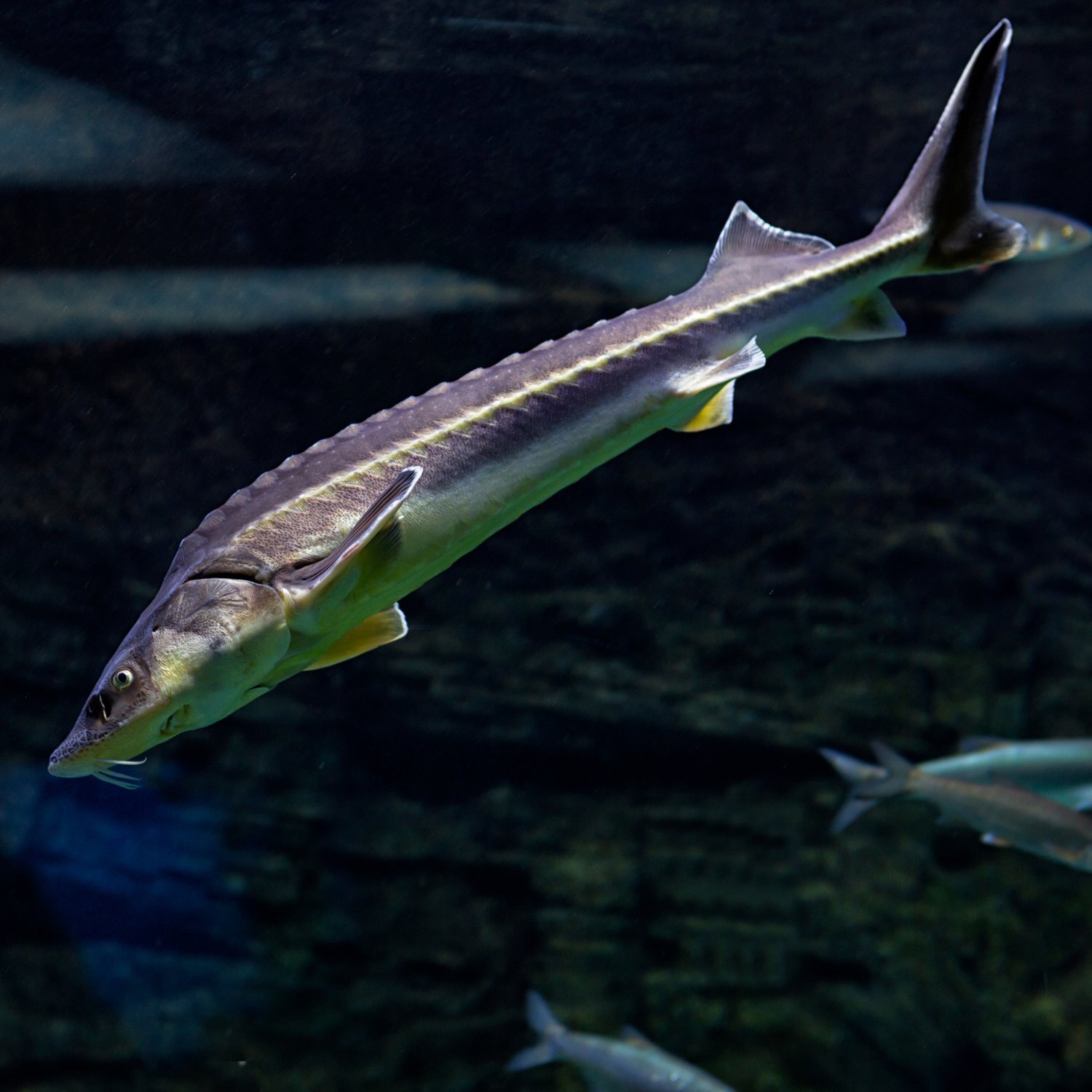 Stör im Wasser Nahaufnahme