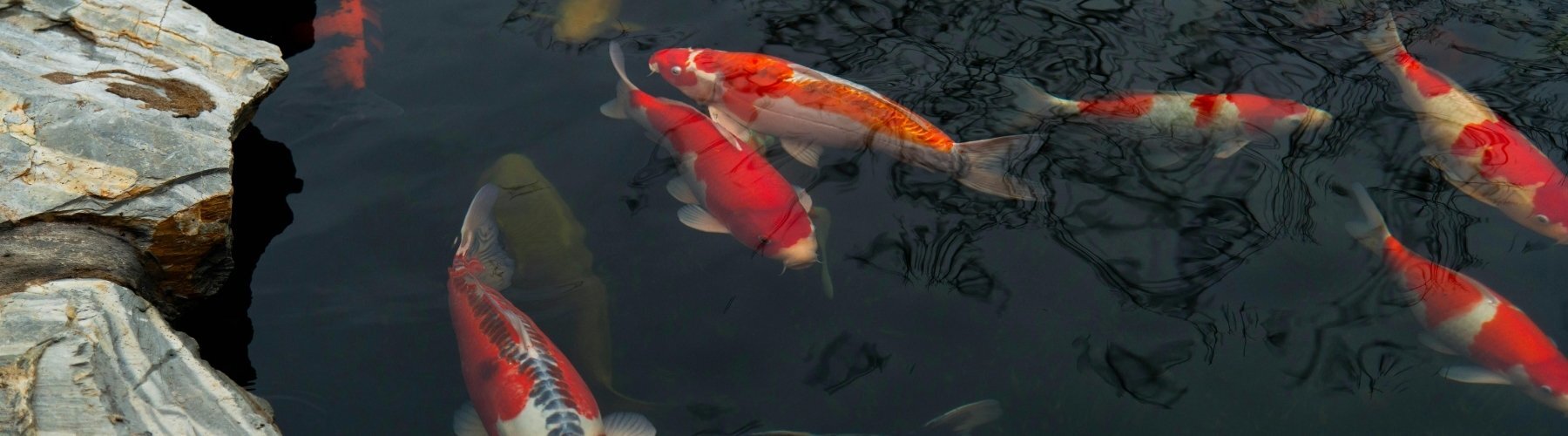 Rot-weiße Koi schwimmen in einem Gartenteich mit...