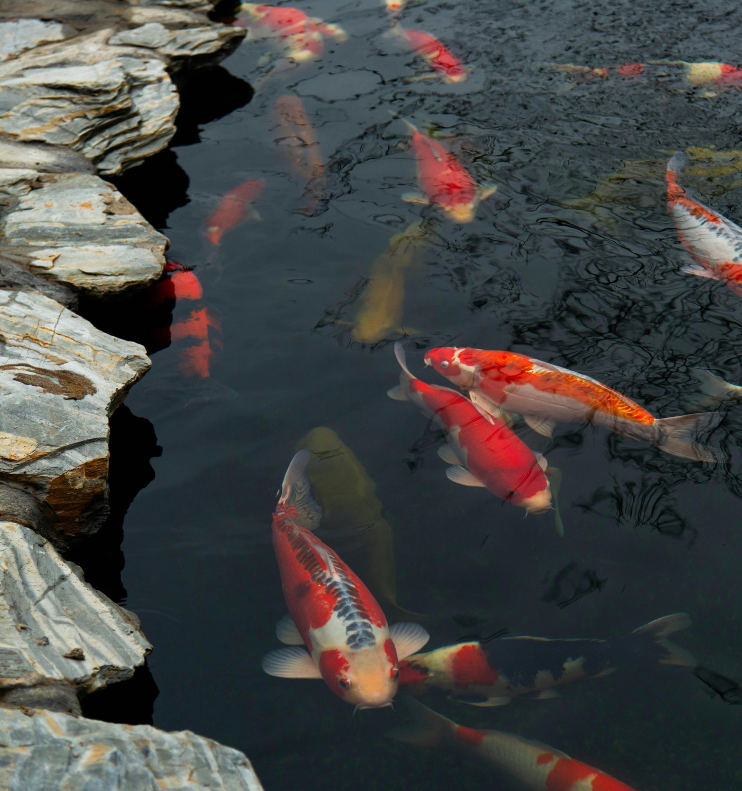 Rot-weiße Koi schwimmen in einem Gartenteich mit...