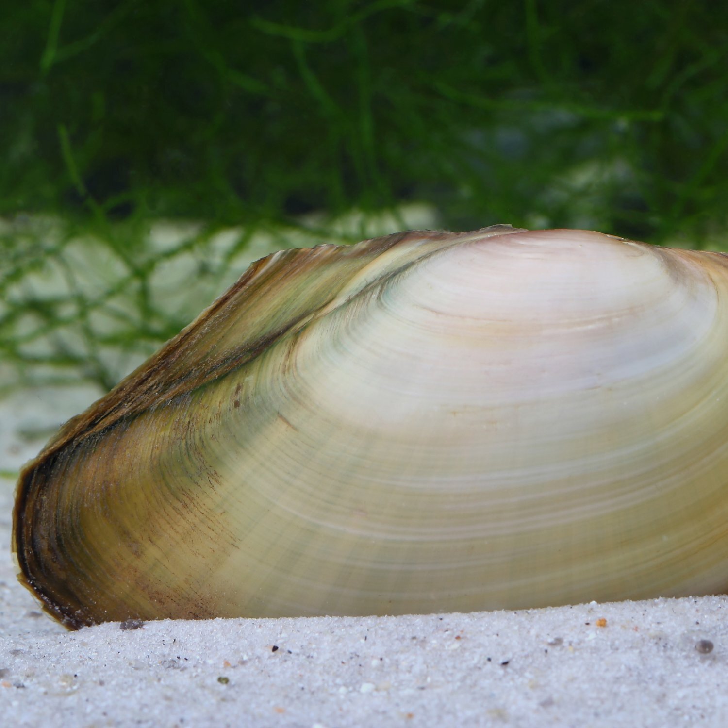 Teichmuschel im Sand Nahaufnahme