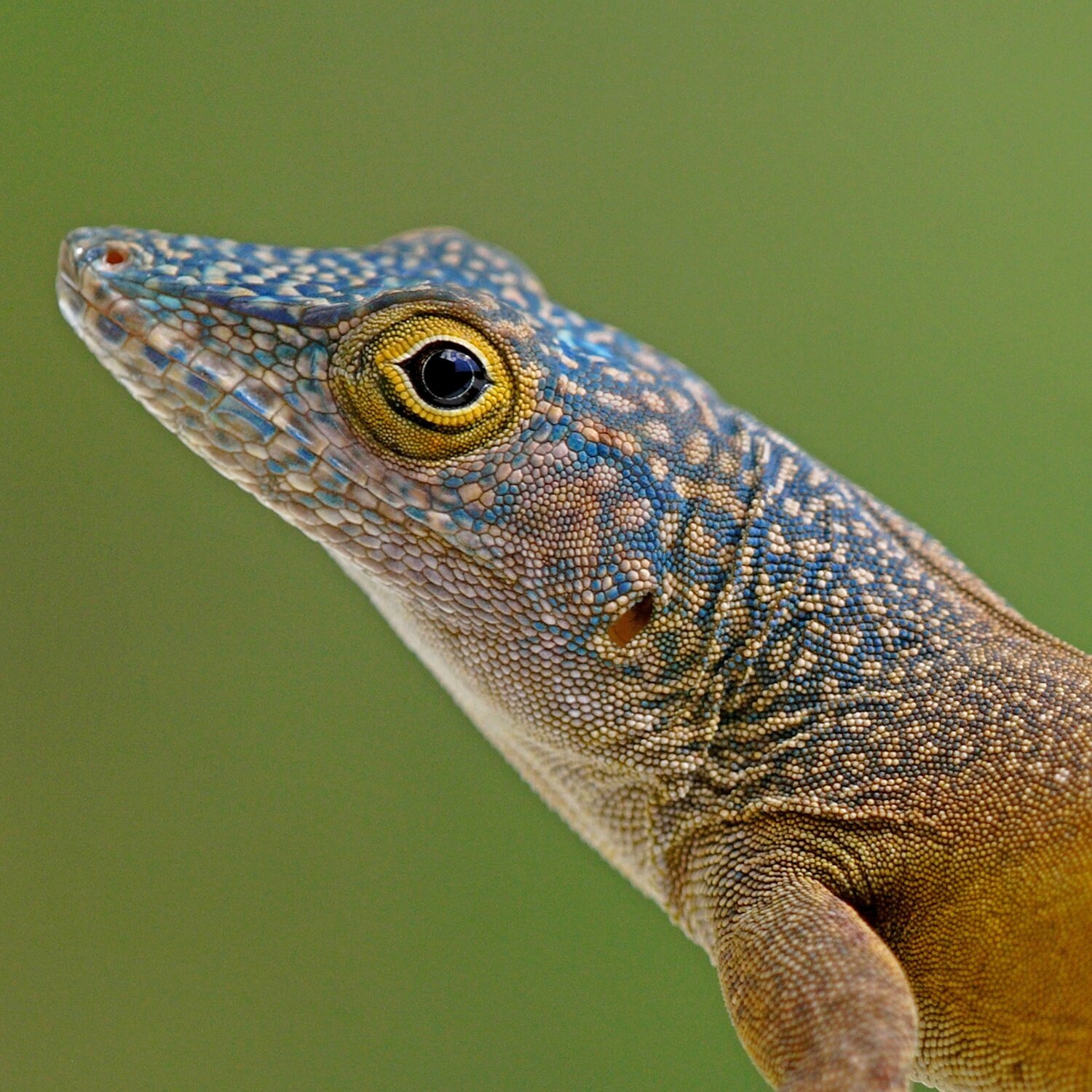 Nahaufnahme Anolis
