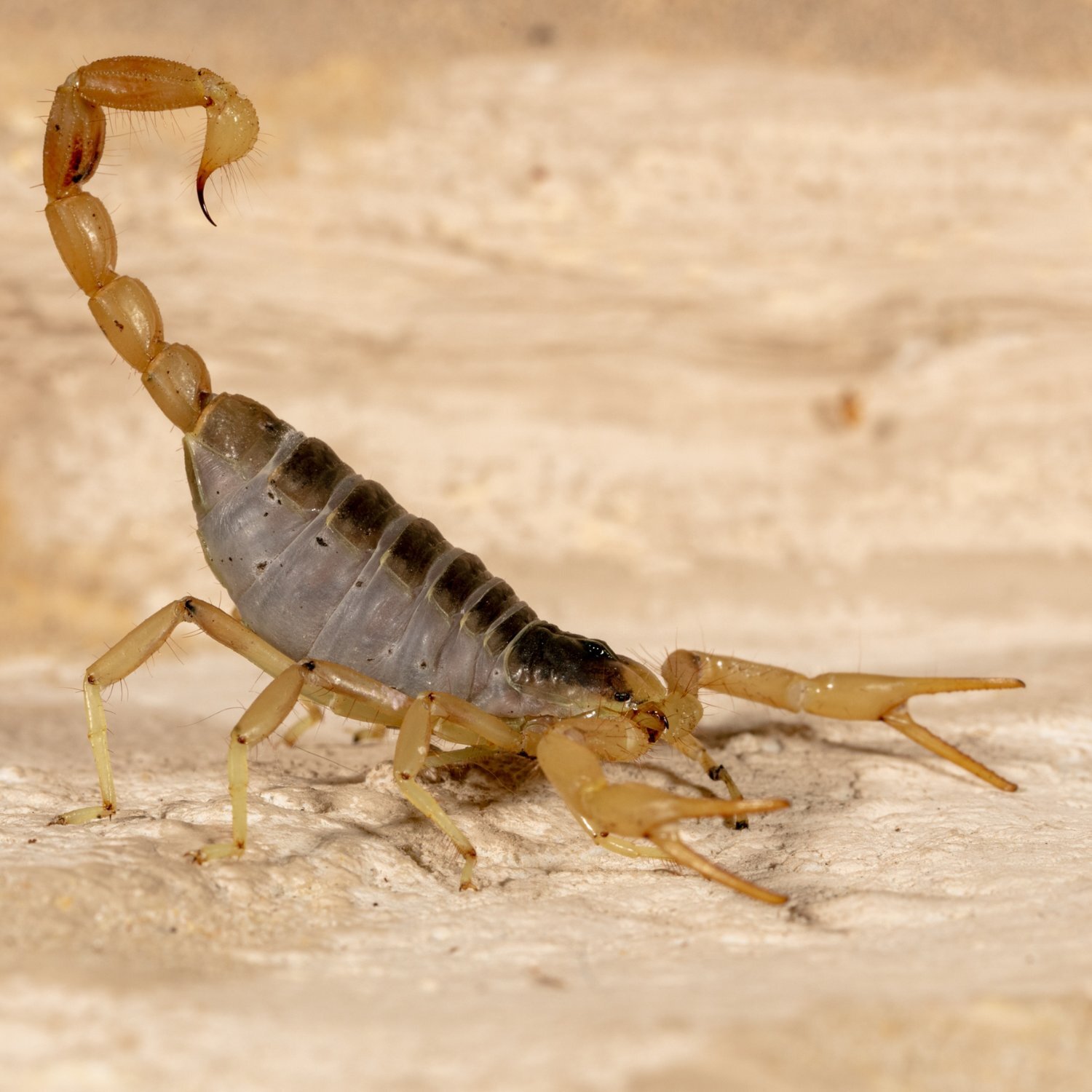 Nahaufnahme eines Wüstenskorpion
