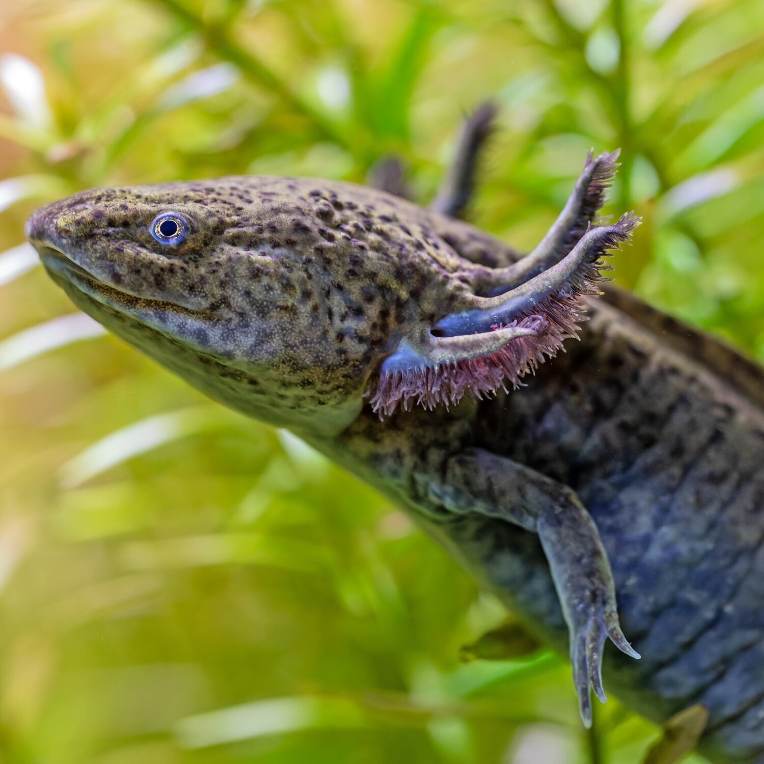Ein braun-schwarzer Axolotl schwimmt im Wasser