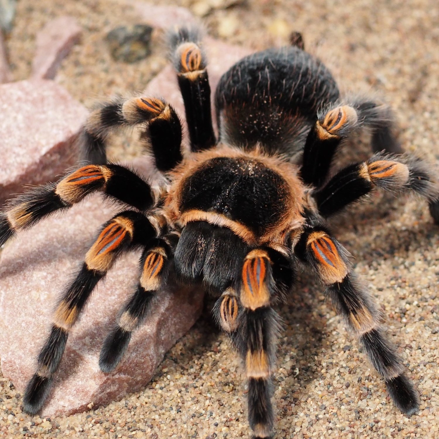 Nahaufnahme einer Rotknievogelspinne