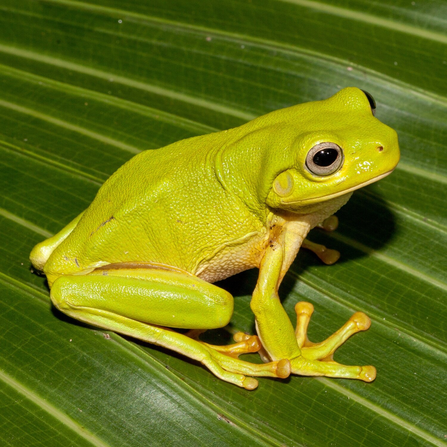 Grüner Laubfrosch auf einem Blatt