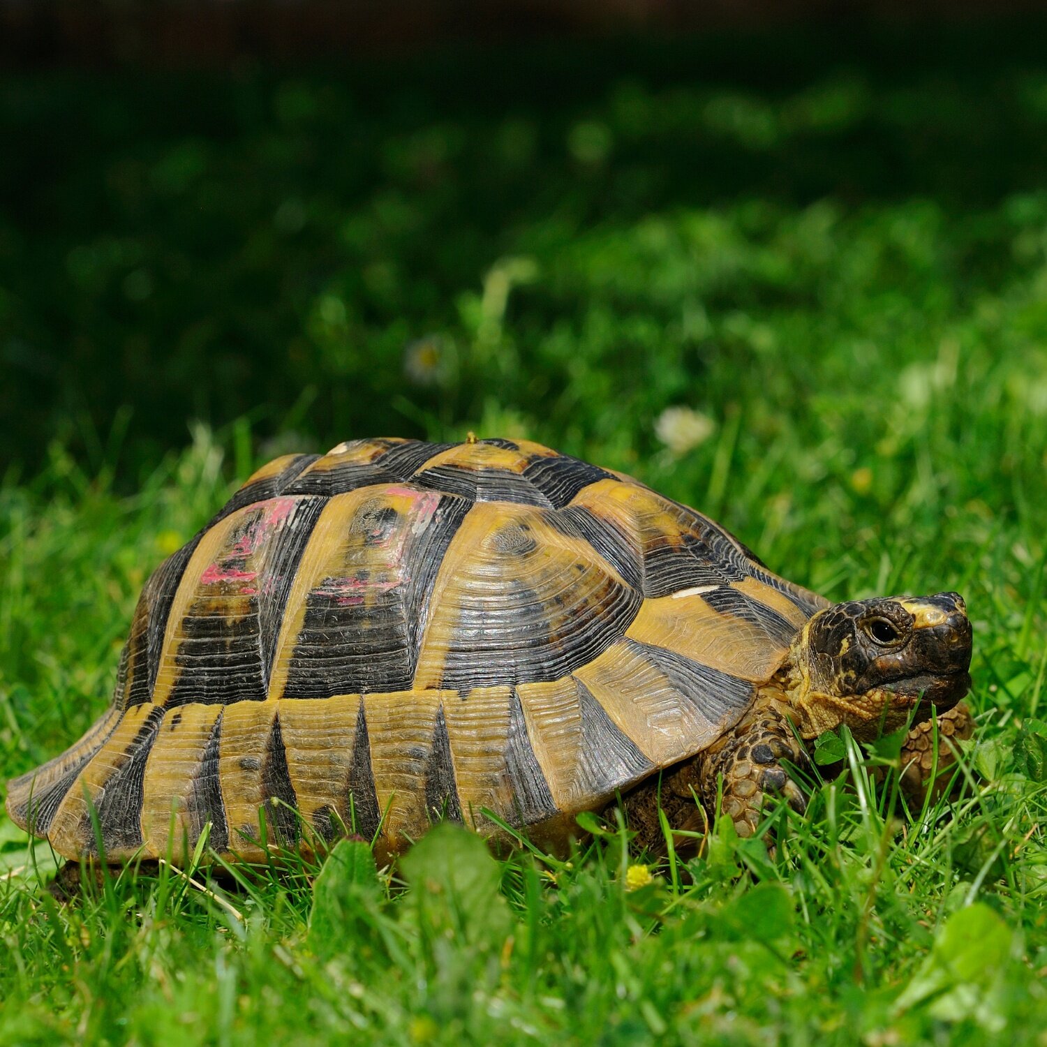 Eine griechische Landschildkröte auf einer grünen Wiese