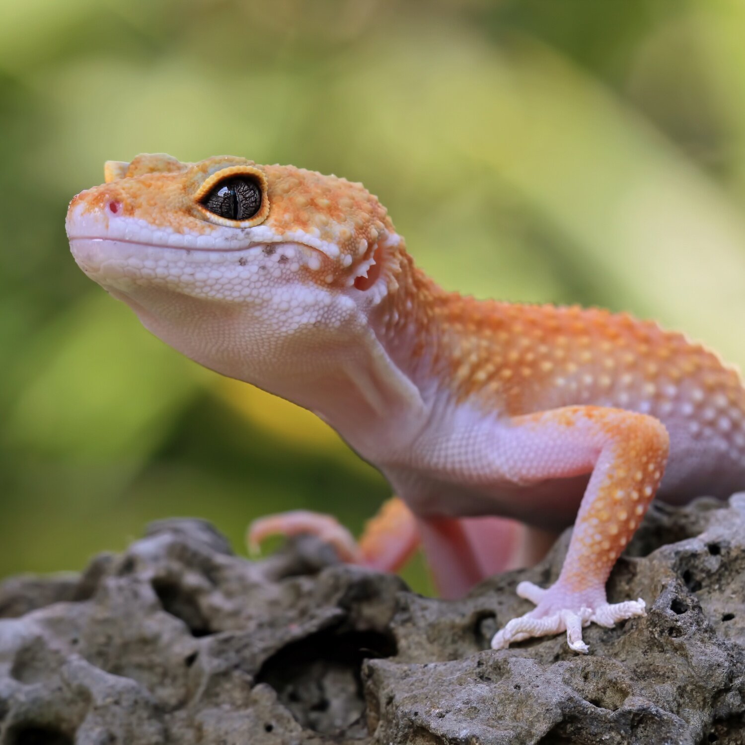 Leopardgecko auf einem Stein