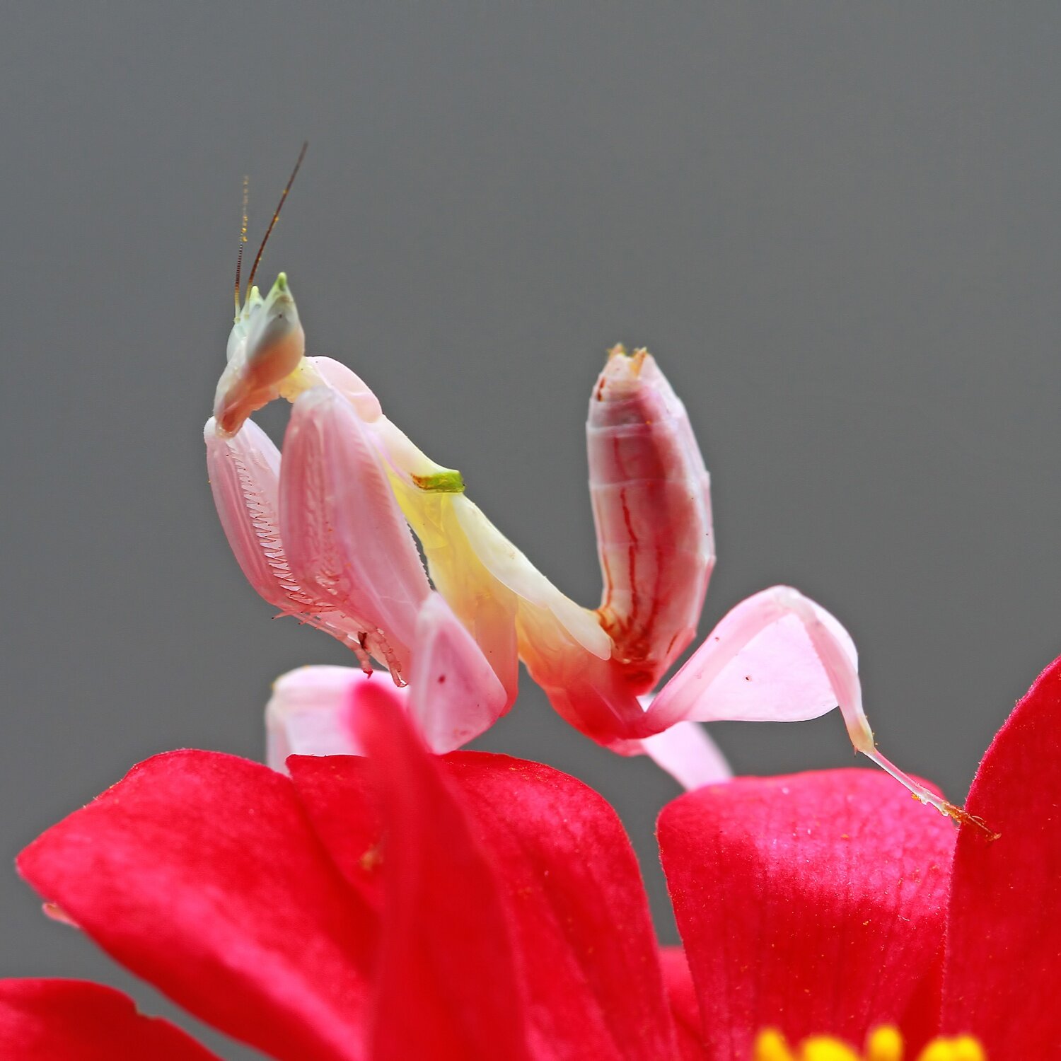 Eine Orchideenmantis auf einer Blüte sitzend