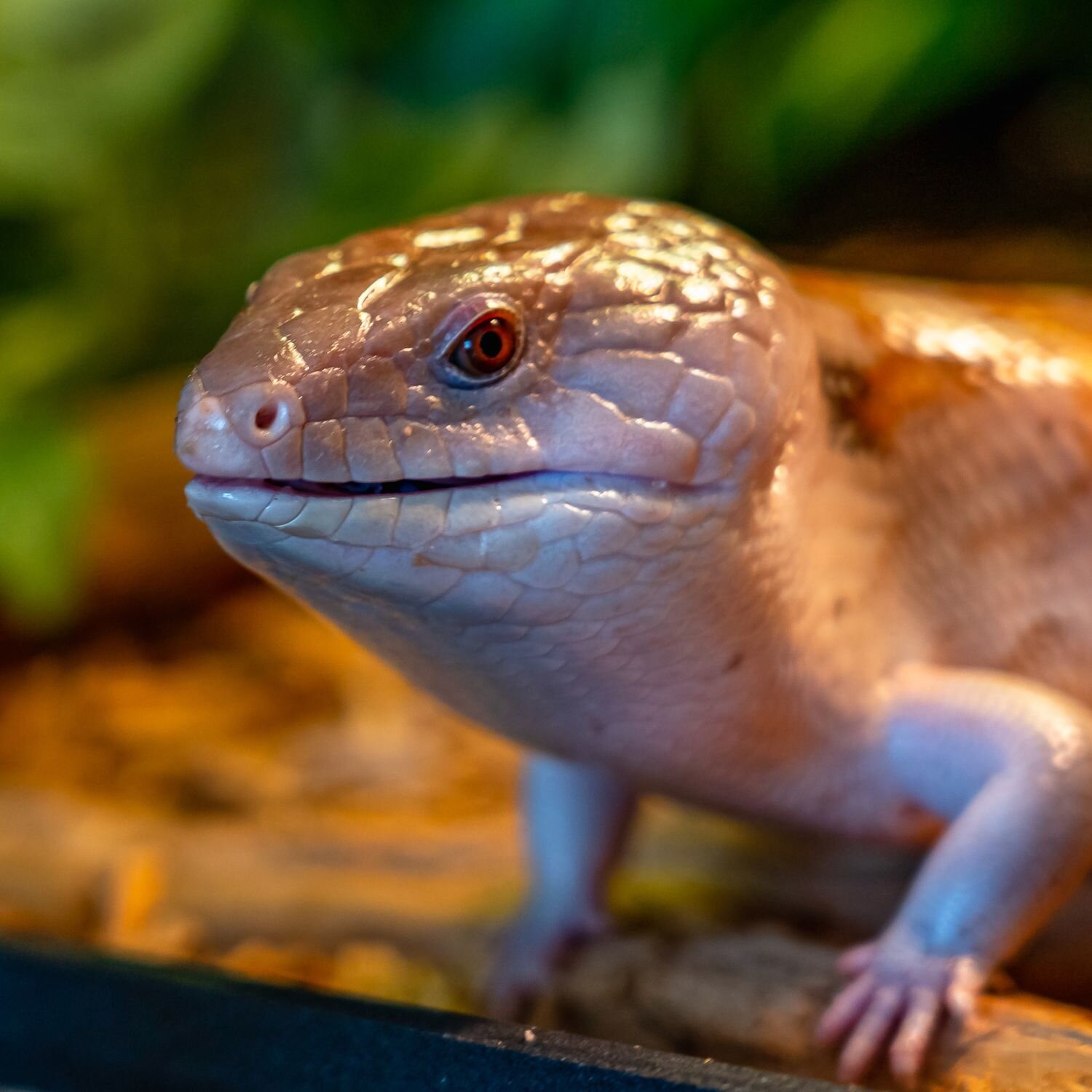 Nahaufnahme eines Skinks