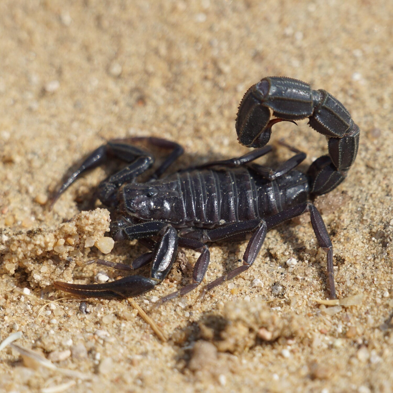 Ein dunkler Skorpion im Sand