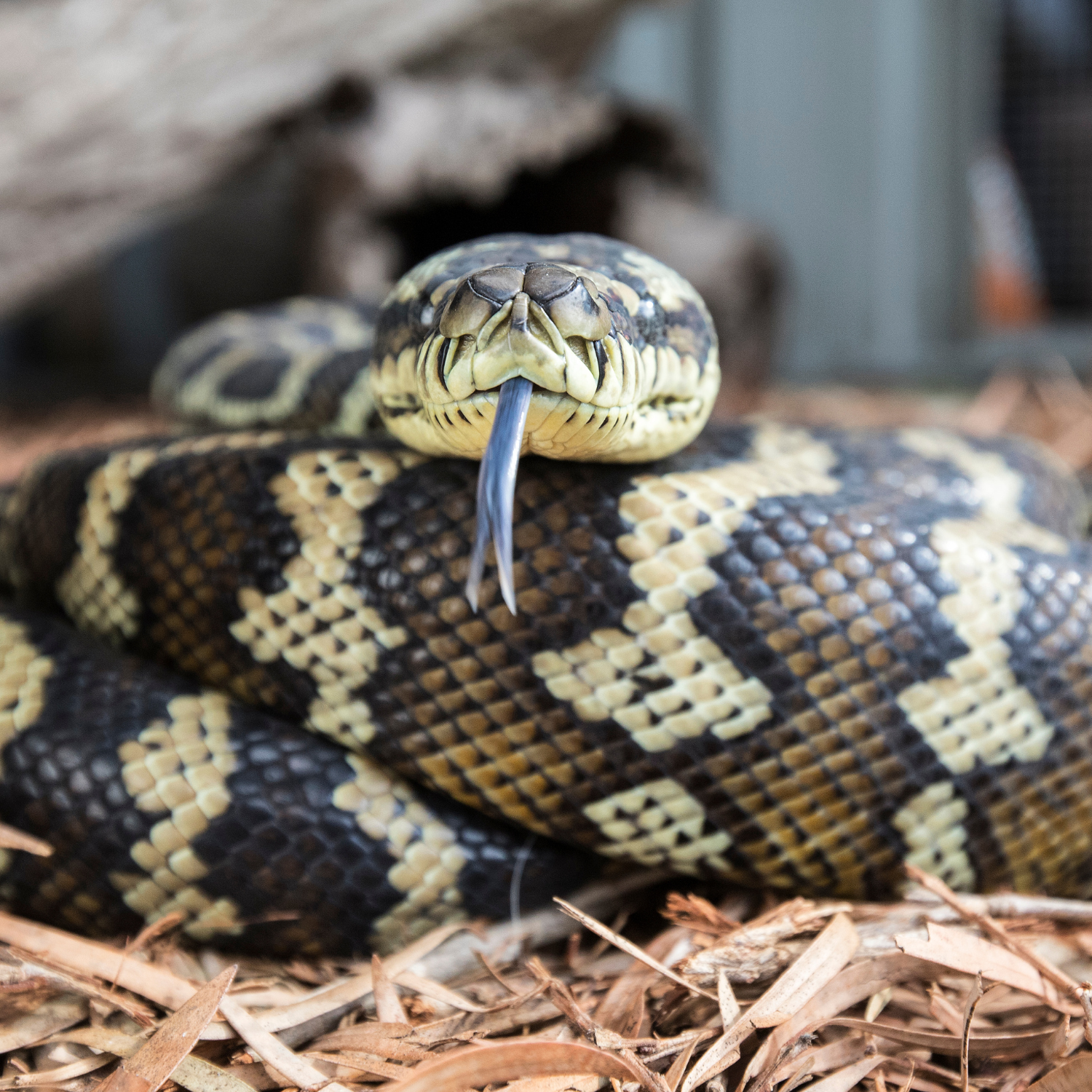 Nahaufnahme einer Teppichpython