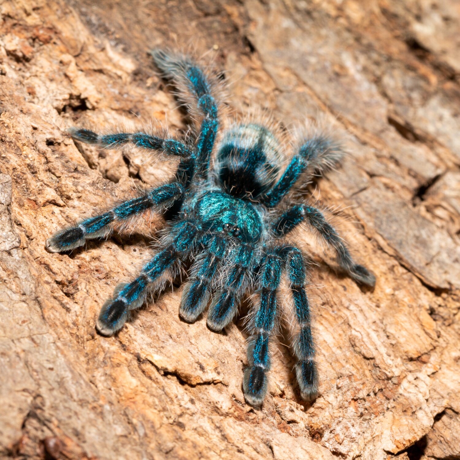 Eine blau-schwarze Vogelspinne auf einer Baumrinde sitzend