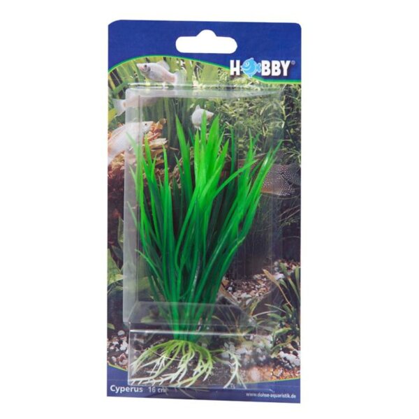 HOBBY Cyperus 16 cm