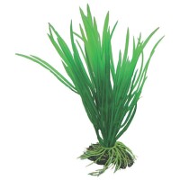 HOBBY Cyperus 16 cm