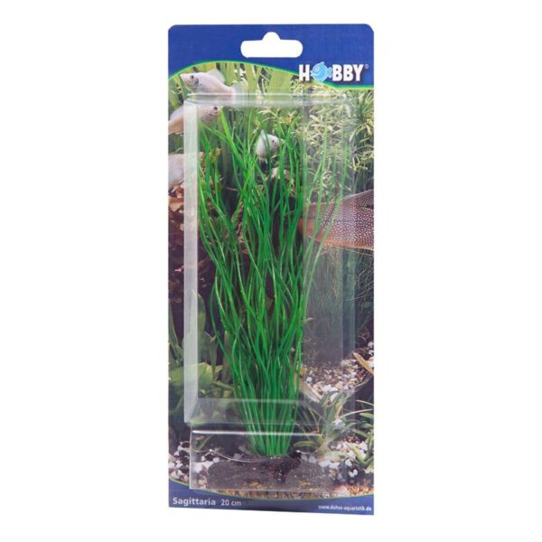HOBBY Sagittaria 20 cm