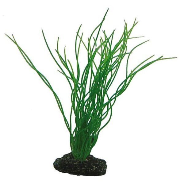 HOBBY Sagittaria 20 cm