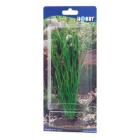 HOBBY Sagittaria 20 cm
