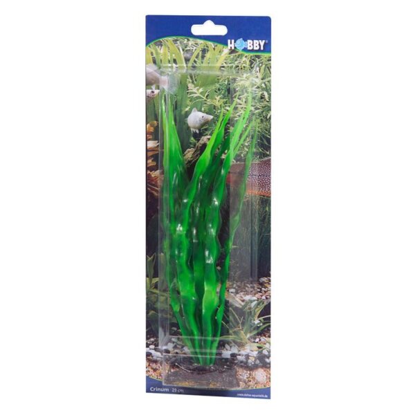 HOBBY Crinum 29 cm